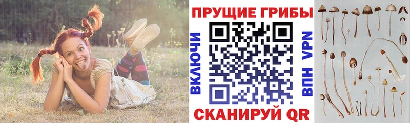 Псилоцибиновые грибы Psilocybine cubensis omg ССЫЛКА Тетюши
